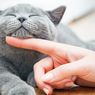 Pelihara Kucing Turunkan Risiko Serangan Jantung, Benarkah?