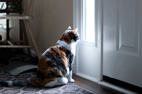 8 Tanda Kucing Peliharaan Anda Sedang Depresi dan Cara Mengatasinya