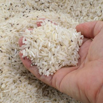 Ilustrasi kutu beras, beras berkutu.