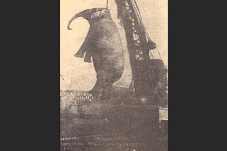 Big Mary, gajah sirkus yang mati digantung karena membunuh pawangnya pada 1916 di Amerika Serikat.
