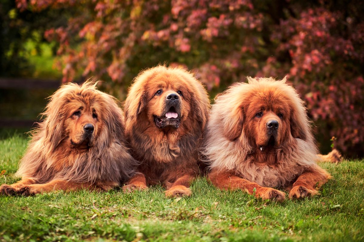 Ilustrasi anjing Tibetan mastiff. 