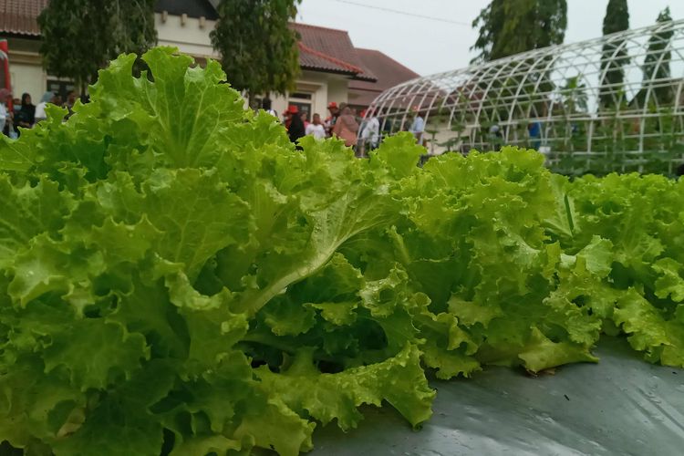 Sawi siap panen di lahan pertanian rumah dinas gubernur Kepulauan Bangka Belitung, Sabtu (19/11/2022).