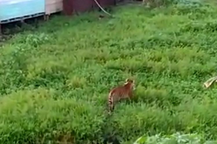 Harimau sumatera membawa mangsa seekor anak ayam usai ditangkap didekat permukiman karyawan perusahaan di Desa Teluk Lanus, Kecamatan Sungai Apit, Kabupaten Siak, Riau, beberapa waktu lalu.