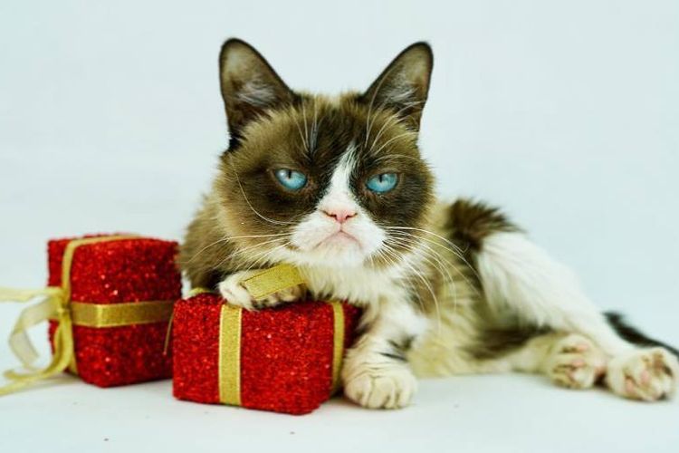 Grumpy Cat, seekor kucing yang menjadi salah satu objek meme populer di media sosial.