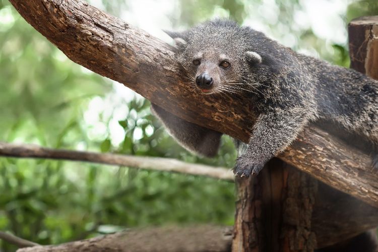 Salah satu satwa di Jakarta Aquarium, Jakarta.