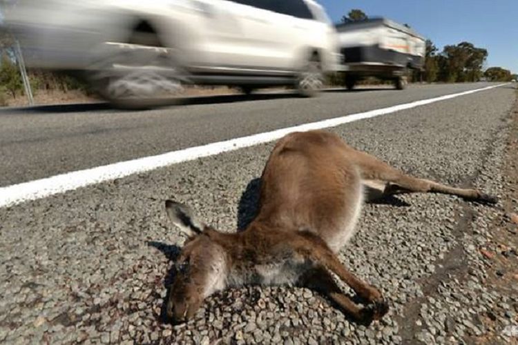 Bangkai kanguru tak jarang terlihat di tepi jalan di New South Wales.
