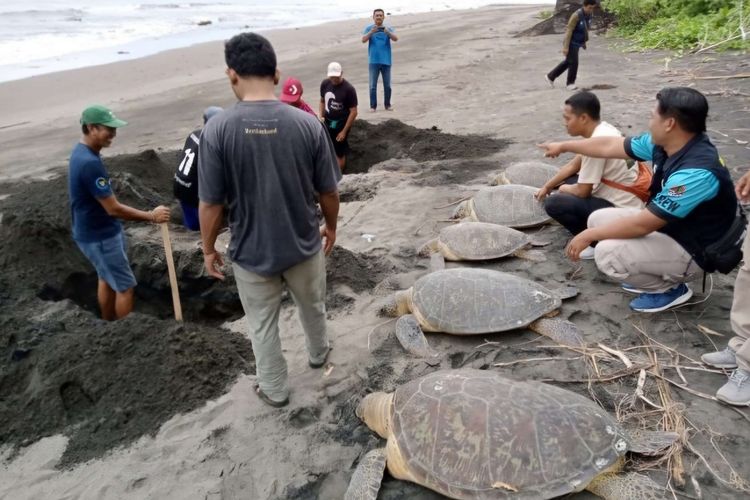 Penguburan lima ekor penyu hijau yang mati di sekitar KPP Kurma Asih, Desa Perancak, Kecamatan Jembrana, Kabupaten Jembrana, Bali, Minggu (12/1/2025).