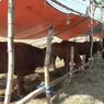 3 Sapi Milik Pedagang di Sidoarjo Terindikasi PMK Bergejala Ringan