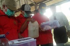 Lalat Jadi Pembeda Ayam Berformalin 