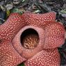 Bunga Rafflesia Mekar Sempurna di Rhino Camp TNBBS Pesisir Barat