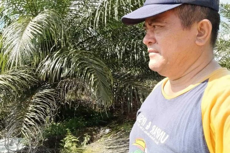 Petani sedang meratapi kondisi kebun sawit, di tengah ketidakpastiah harga Tandan Buah Segar (TBS) yang saat ini menukik tajam setelah dibukanya keran ekspor CPO sejak 3 bulan yang lalu.