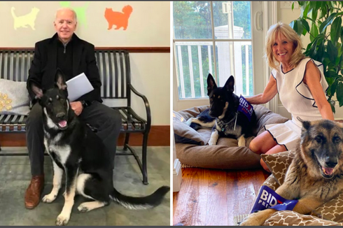 Belajar dari Joe Biden soal Manfaat Pelihara Anjing