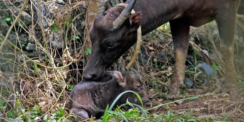 Denok, induk betina Anoa bersama anaknya yang baru lahir di penangkaran BP2LHK Manado.