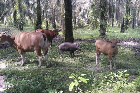 Heboh Anak Babi Makan Rumput dan Menyusu pada Sapi, Rumah Pemilik Dikunjungi Banyak Orang