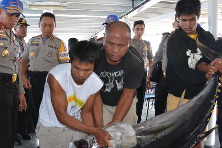 Satu dari sekian ratus ikan tuna hasil illegal fishing yang diamankan polisi di perairan Halmahera, Maluku Utara