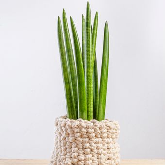 Sansevieria cylindrica, salah satu jenis tanaman lidah mertua.