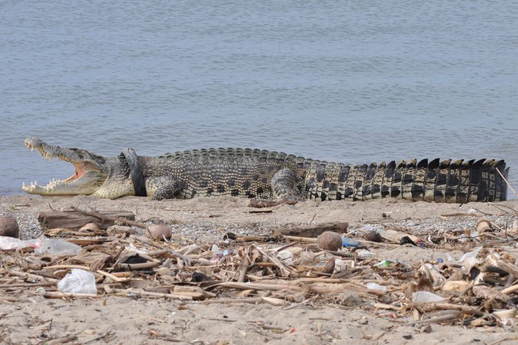 Seekor buaya muara (Crocodylus porosus) berjemur di atas pasir di Pantai Teluk Palu, Kelurahan Talise, Kota Palu, Sulawesi Tengah, Selasa (16/1/2018). Buaya itu terjerat ban motor sejak pertama kali terlihat pada tahun 2016 dan hingga kini belum bisa dilepaskan dari jerat ban tersebut.