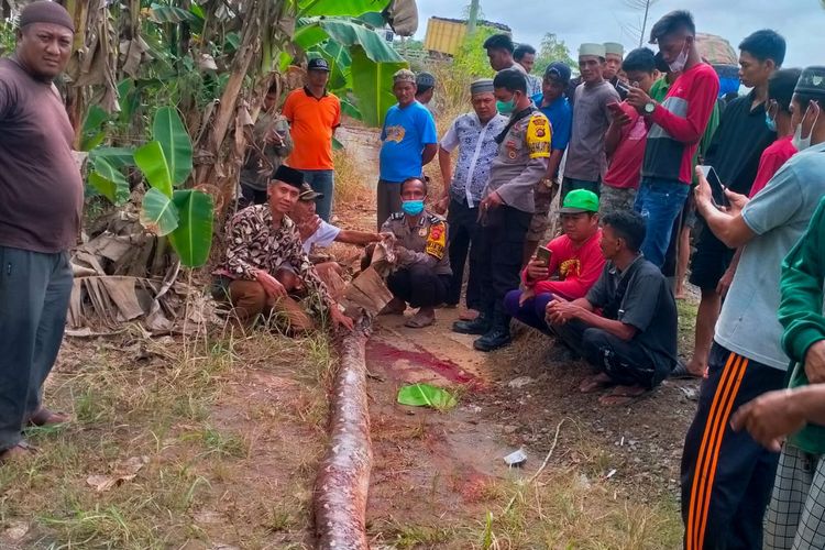 Ular piton sepanjang 6 meter yang melilit korban hingga tewas dalam kondisi mati karena dibunuh warga setempat