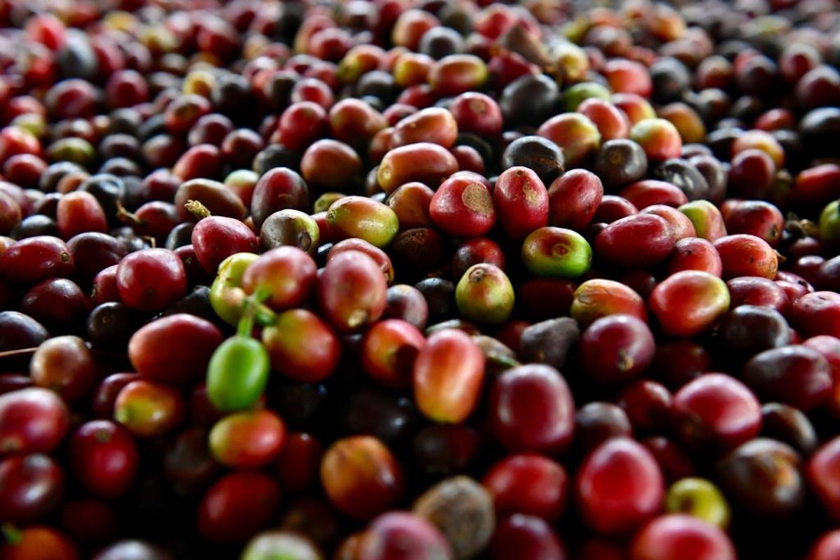 Kopi asal Desa Mekarsari, Cikajang, Garut, Jawa Barat 