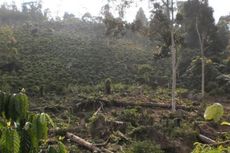 20 Hektar Hutan Lindung Bukit Sanggul Dirambah