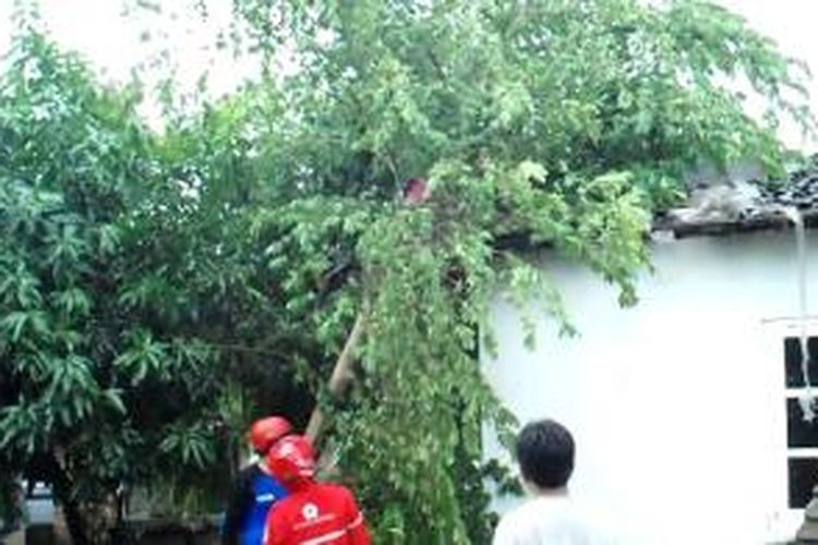 Pohon roboh menimpa sebuah rumah di Sukoharjo karena puting beliung, Senin 11/1/2016