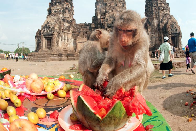 Festival Prasmanan Monyet Thailand