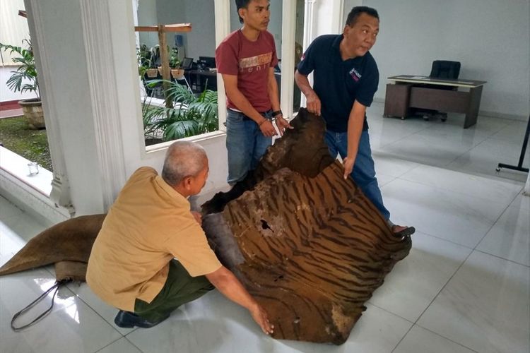 PS (tengah) dengan tangan diborgol dia mengaku kulit harimau tersebut milik kakeknya yang ditemukannya saat bongkar-bongkar rumahnya. Dia ditangkal saat hendak menjualnya. 