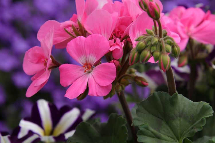 5 Cara Merawat Bunga Geranium di Dalam Pot