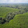 Restorasi Ekosistem Riau Catat Kemajuan dalam Perbaikan Hutan Rawa Gambut Utuh di Sumatera