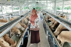 Dosen UGM Bahas Cara Beternak Domba Kandang Bersih Tanpa Bau