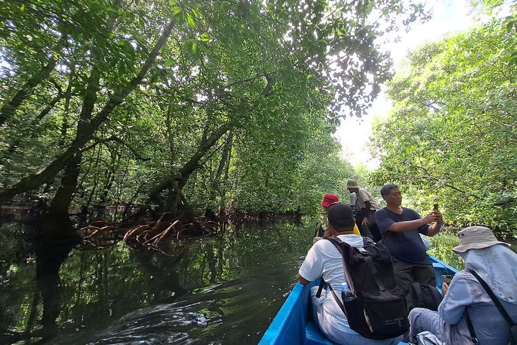 Menyusuri hutan mangrove di Pantau Pancora, Halmahera Barat, Kamis (29/5/2025)