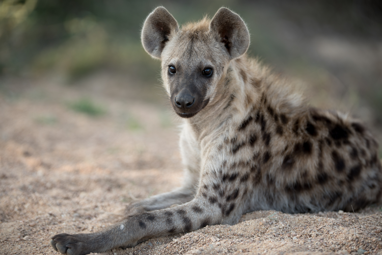 Hyena