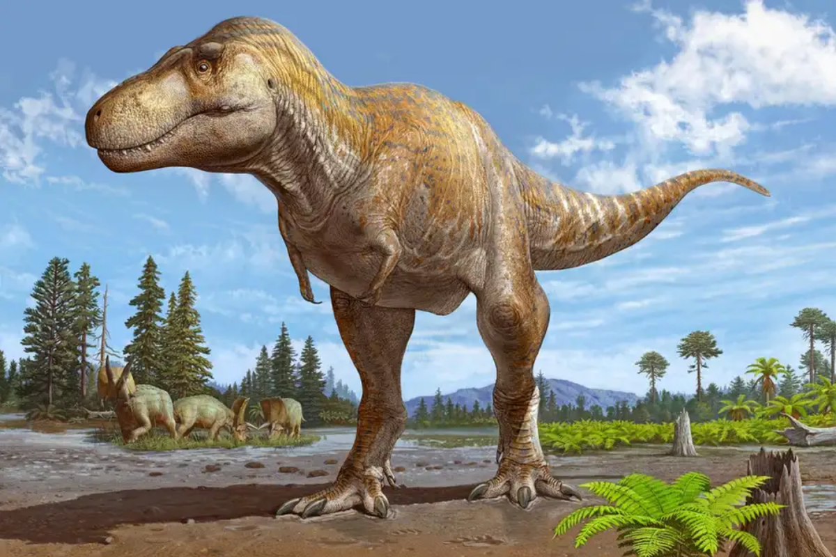 Ilustrasi Tyrannosaurus mcraeensis yang disebut sebagai kerabat T.rex
