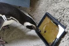 Pinguin di Gembira Loka Zoo Jadi Daya Tarik Pengunjung