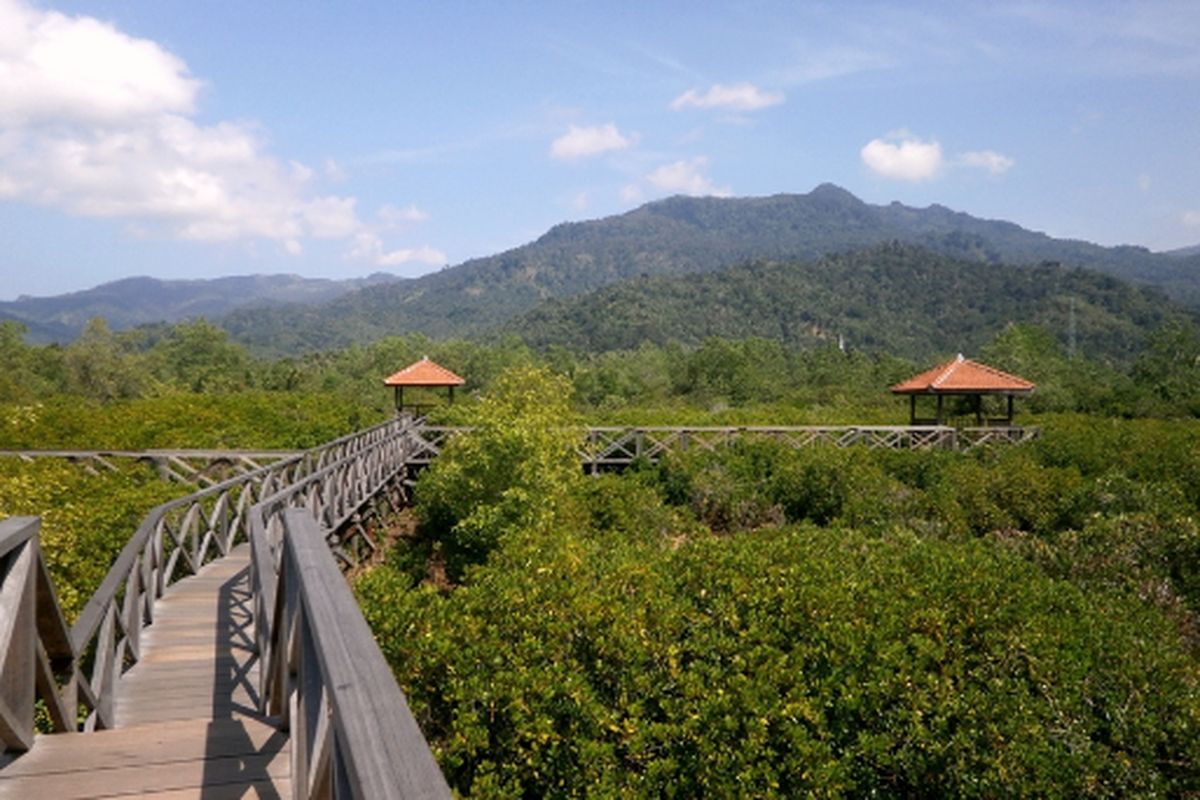 Hutan Mangrove Cengkrong di Trenggalek