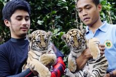 Dulu Larang, Sekarang Ibunda Malah Senang Alshad Ahmad Pelihara Harimau di Rumah