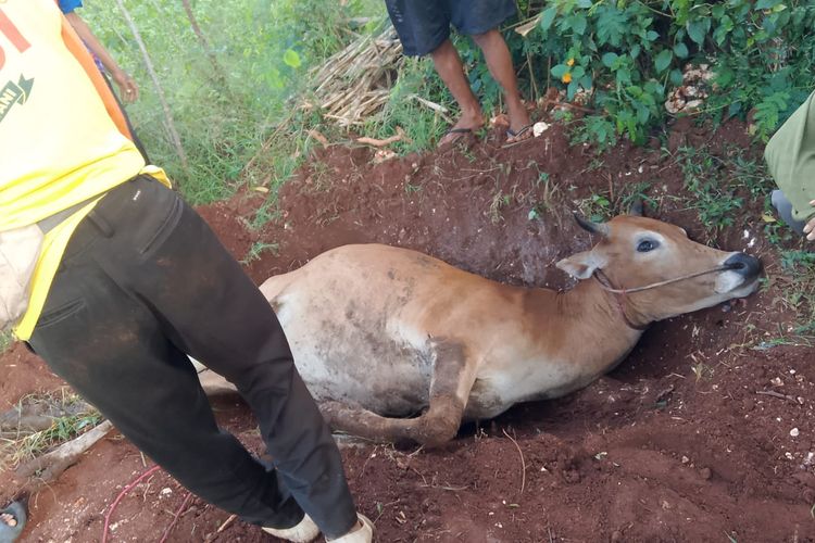 5 Ekor Sapi Mati Mendadak di Kepulauan Sumenep Akibat Virus PMK