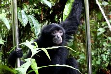 Kini Huy Huy Si Siamang Bisa Kembali Memeluk Pohon, Burung Murai Bisa Berkicau Merdu