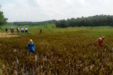 Pipa Minyak Mentah Pertamina Bocor, Cemari 2 Hektar Sawah di Blora