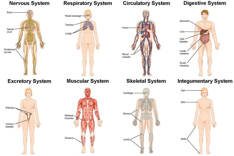 Contoh sistem organ manusia
