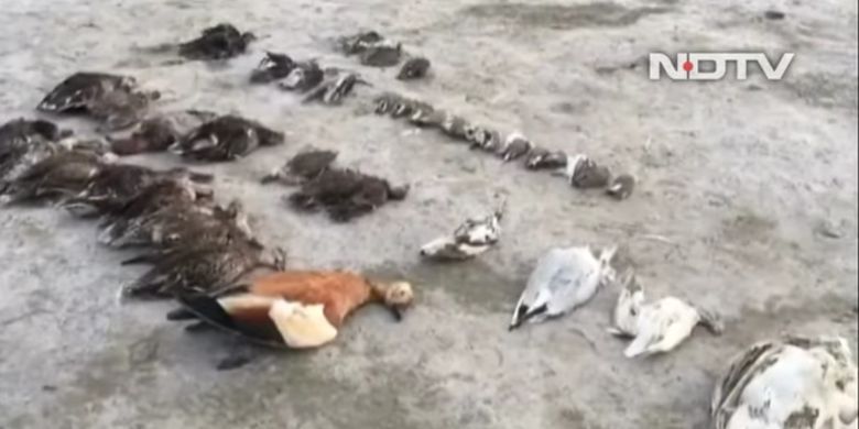 Inilah penampakan bangkai burung yang mati misterius di Danau Sambhar di India. Dilaporkan ada 5.000 ekor bangkai di sana, dengan pakar masih belum mengetahui penyebabnya.