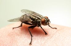 6 Hal yang Menarik Lalat Masuk ke Rumah dan Cara Membasminya