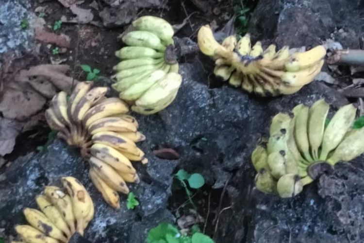 Cegah Konflik dengan Manusia, DLH Gunungkidul Mulai Beri Makan Monyet Ekor Panjang di 15 Titik