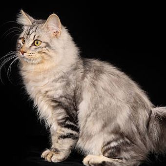 Ilustrasi cara merawat ras kucing Kurilian Bobtail.