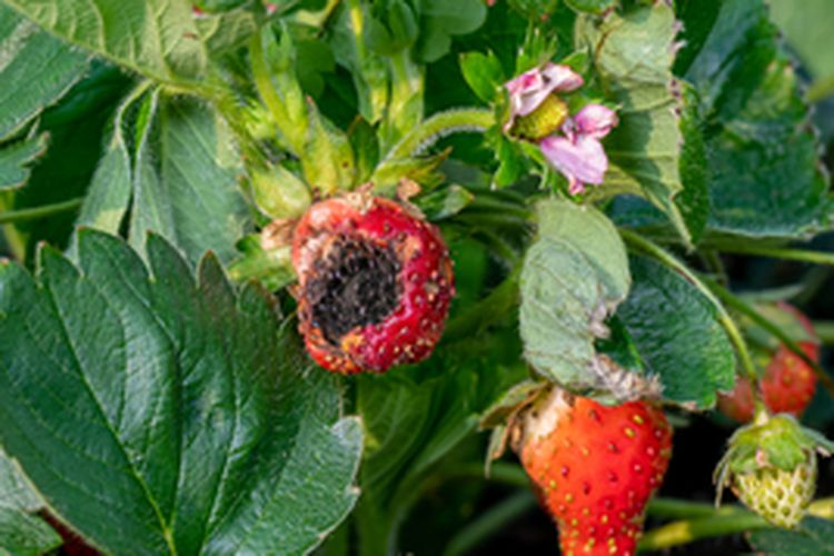 Ilustrasi buah strawberry busuk