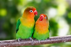4 Perbedaan Burung Lovebird Jantan dan Betina