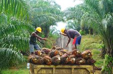 Indonesia’s Palm Oil Industry Shows Signs of Recovery