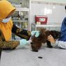 Hewan-hewan Penular Rabies di Pasar Barito Jaksel Bakal Disuntik Vaksin