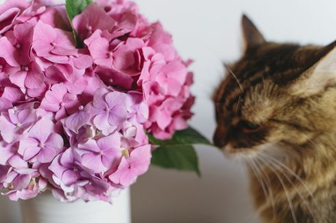 Bahaya Tanaman Hydrangea untuk Kucing, Bisa Sebabkan Keracunan