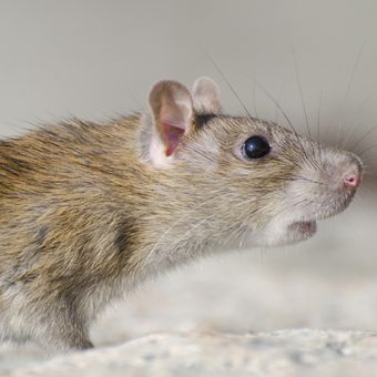 Hantavirus berasal dari tikus dan hewan pengerat lainnya.